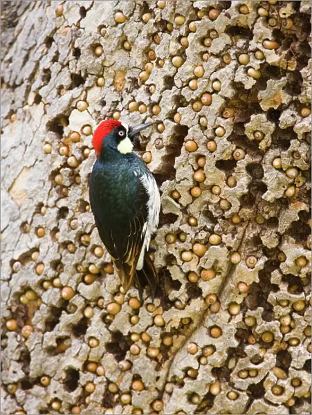 Acorn Woodpecker (Melanerpes formicivorus), male at granary tree showing many acorns