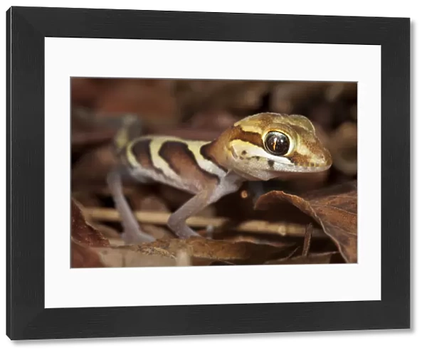 Big eyed  /  headed gecko {Paroedura pictus} on forest floor. Dry deciduous forest, Kirindy Forest