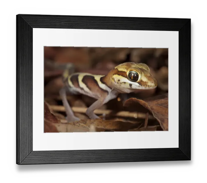 Framed Print : Big eyed / headed gecko {Paroedura pictus} on forest floor. Dry deciduous forest, Kirindy Forest Framed Print : Big eyed / headed gecko {Paroedura pictus} on forest floor. Dry deciduous forest, Kirindy Forest