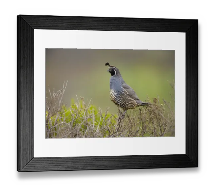 Framed Print : California Quail (Callipepla californica), adult male perched on bush, acting as sentinel Framed Print : California Quail (Callipepla californica), adult male perched on bush, acting as sentinel