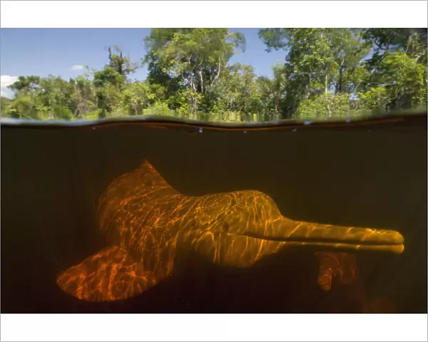 Amazon river dolphin  /  Boto (Inia geoffrensis) underwater, Rio Negro, Amazonia, Brazil