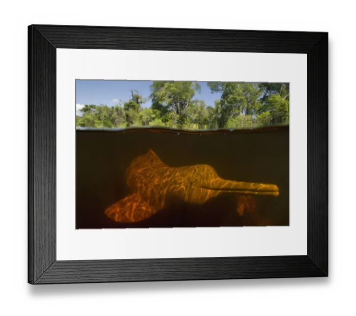 Framed Print : Amazon river dolphin / Boto (Inia geoffrensis) underwater, Rio Negro, Amazonia, Brazil Framed Print : Amazon river dolphin / Boto (Inia geoffrensis) underwater, Rio Negro, Amazonia, Brazil