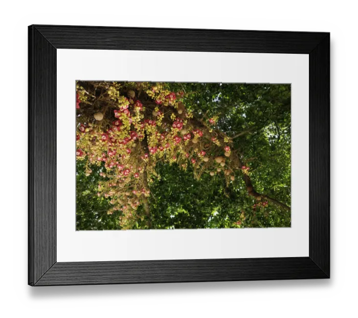 Framed Print : Flowers and fruit of the Cannonball tree (Couroupita guianensis), a species from Framed Print : Flowers and fruit of the Cannonball tree (Couroupita guianensis), a species from