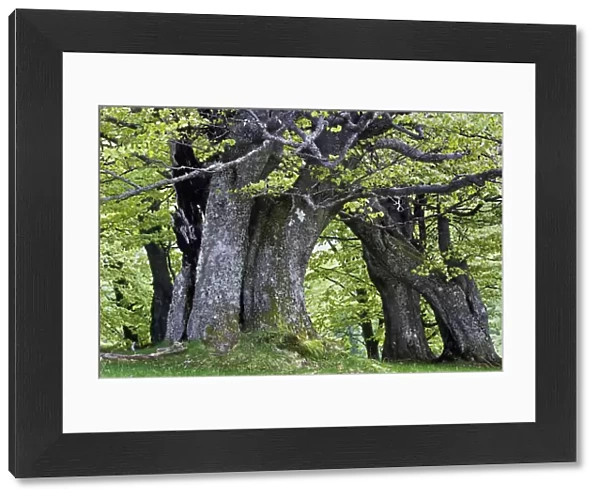 European Beech forest (Fagus sylvatica) Retezat National Park, Romania, June