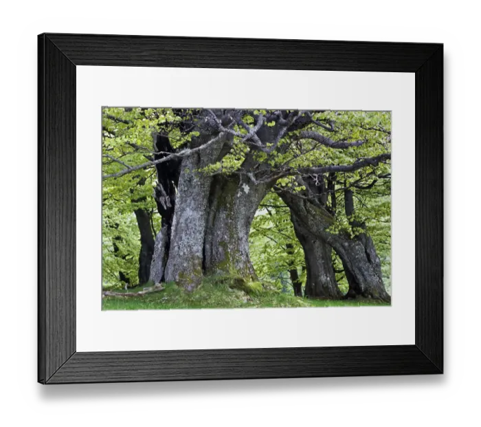 Framed Print : European Beech forest (Fagus sylvatica) Retezat National Park, Romania, June Framed Print : European Beech forest (Fagus sylvatica) Retezat National Park, Romania, June