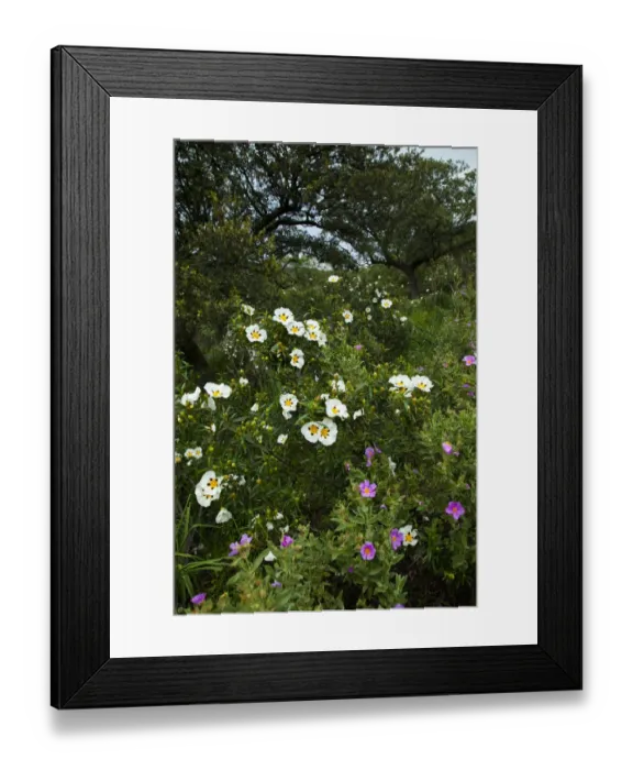 Framed Print : Gum rockrose (Cistus ladanifer). Sierra de Andujar Natural Park, Jaen, Andalusia, Spain Framed Print : Gum rockrose (Cistus ladanifer). Sierra de Andujar Natural Park, Jaen, Andalusia, Spain