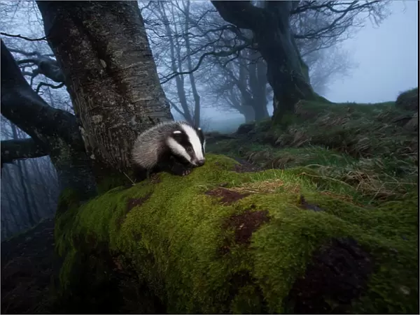Young Badger (Meles meles) foraging in woodland on edge of woodland, The Black Forest