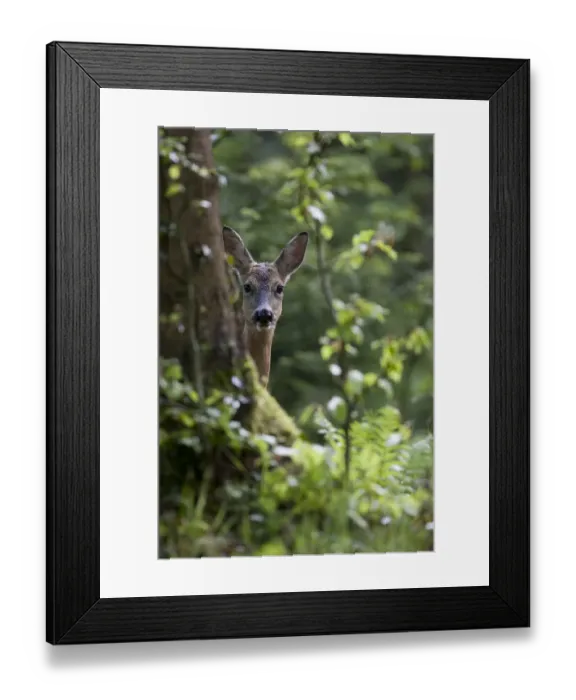 Framed Print : Roe Deer (Capreolus capreolus) hiding behind a tree. Black Forest, Germany, May Framed Print : Roe Deer (Capreolus capreolus) hiding behind a tree. Black Forest, Germany, May