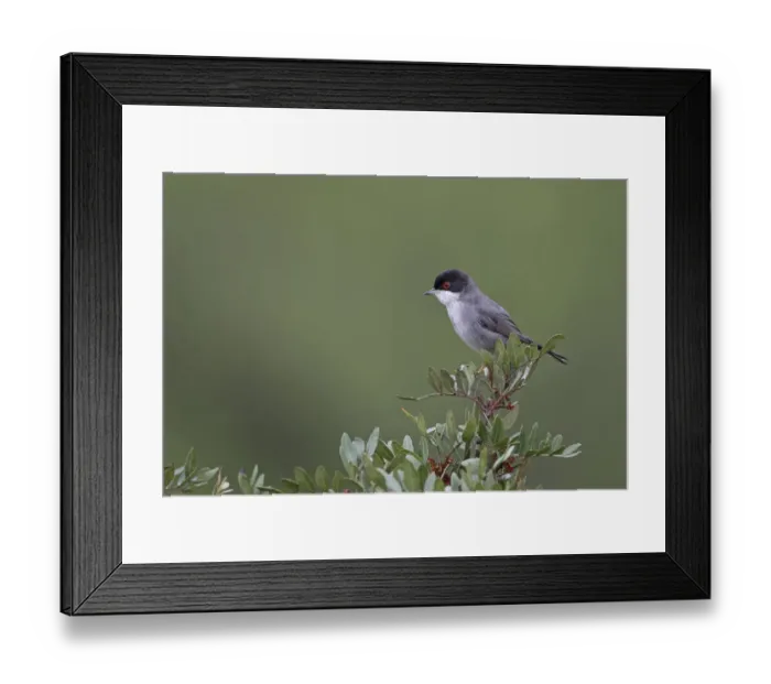 Framed Print : Sardinian warbler (Sylvia melanocephala) Sierra de Andujar Jaen Andalucia, Spain, April Framed Print : Sardinian warbler (Sylvia melanocephala) Sierra de Andujar Jaen Andalucia, Spain, April
