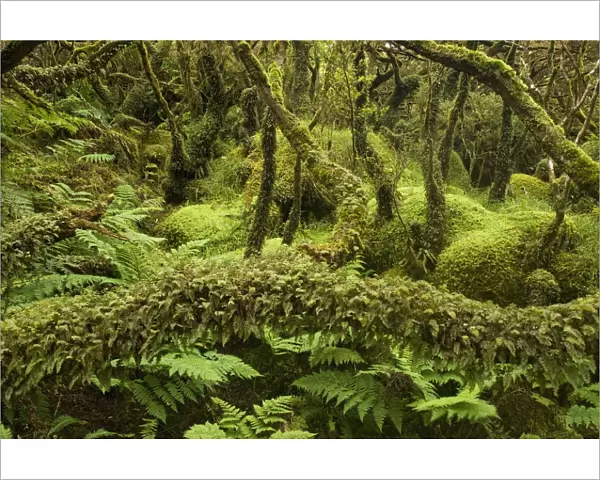 Laurisilva Forest, trees covered in lichen  /  moss at Terceira Island, Azores, August 2011