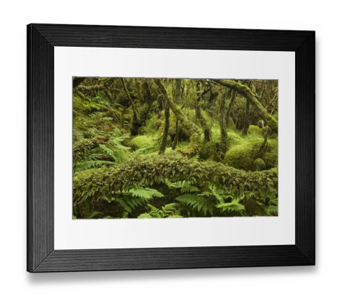 Framed Print : Laurisilva Forest, trees covered in lichen / moss at Terceira Island, Azores, August 2011 Framed Print : Laurisilva Forest, trees covered in lichen / moss at Terceira Island, Azores, August 2011