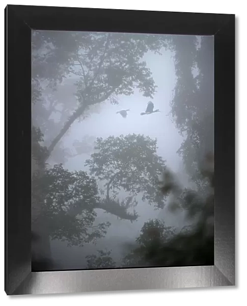 Rhinoceros hornbills (Buceros rhinoceros) pair flying over the canopy with mist hanging