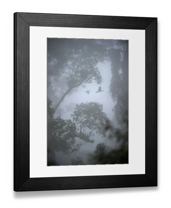 Framed Print : Rhinoceros hornbills (Buceros rhinoceros) pair flying over the canopy with mist hanging Framed Print : Rhinoceros hornbills (Buceros rhinoceros) pair flying over the canopy with mist hanging