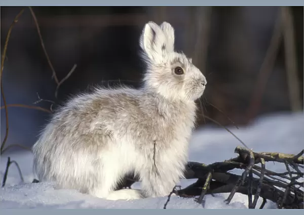 Snowshoe hare (Lepus americanus) adult with coat changing into summer colors, south