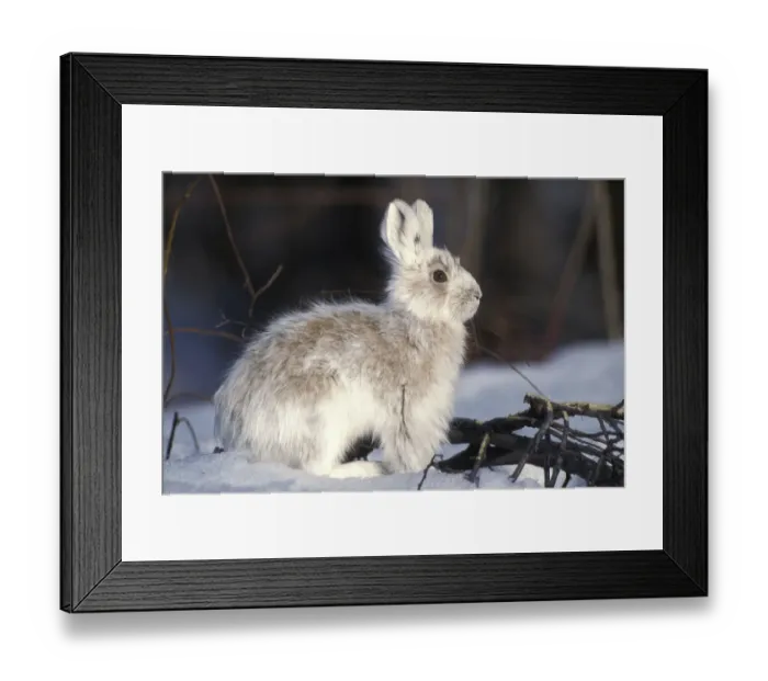 Framed Print : Snowshoe hare (Lepus americanus) adult with coat changing into summer colors, south Framed Print : Snowshoe hare (Lepus americanus) adult with coat changing into summer colors, south