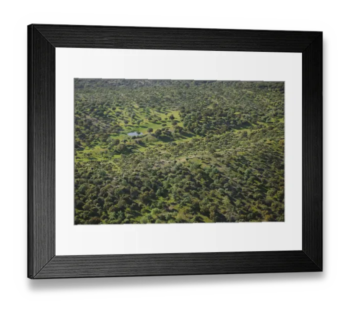 Framed Print : Aerial image of Dehesa forest, Salamanca Region, Castilla y Leon, Spain, May 2011 Framed Print : Aerial image of Dehesa forest, Salamanca Region, Castilla y Leon, Spain, May 2011