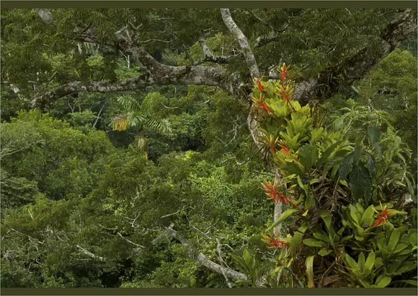 Amazon rainforest canopy view with flowering Bromeliad epiphytes growing on a branch
