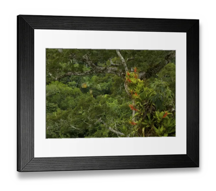 Framed Print : Amazon rainforest canopy view with flowering Bromeliad epiphytes growing on a branch Framed Print : Amazon rainforest canopy view with flowering Bromeliad epiphytes growing on a branch