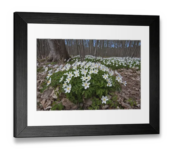 Framed Print : Wood anemone (Anemone nemorosa) in flower, in woodland, Staatsbossen, Texel, the Netherlands Framed Print : Wood anemone (Anemone nemorosa) in flower, in woodland, Staatsbossen, Texel, the Netherlands