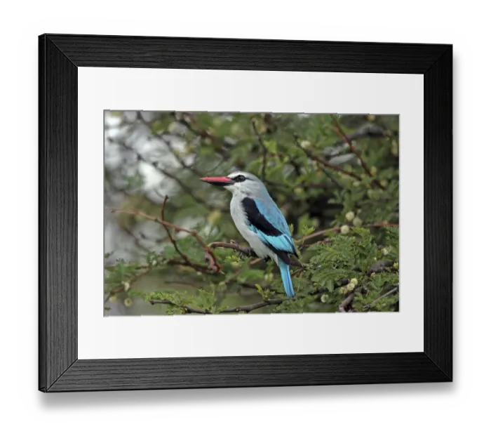 Framed Print : Woodland Kingfisher (Halcyon senegalensis) perched in tree, Serengeti, Tanzania Framed Print : Woodland Kingfisher (Halcyon senegalensis) perched in tree, Serengeti, Tanzania