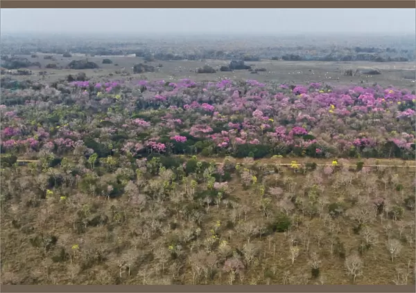 Aerial landscape of Cerrado with flowring Pink Trumpet Trees  /  Pink Lapacho (Handroanthus