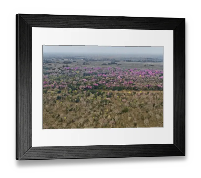 Framed Print : Aerial landscape of Cerrado with flowring Pink Trumpet Trees  /  Pink Lapacho (Handroanthus