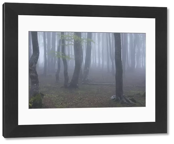Black Forest tree trunks in mist, Baden-Wurttemberg, Germany. May