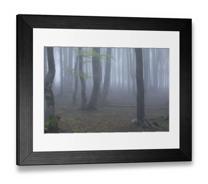 Framed Print : Black Forest tree trunks in mist, Baden-Wurttemberg, Germany. May Framed Print : Black Forest tree trunks in mist, Baden-Wurttemberg, Germany. May