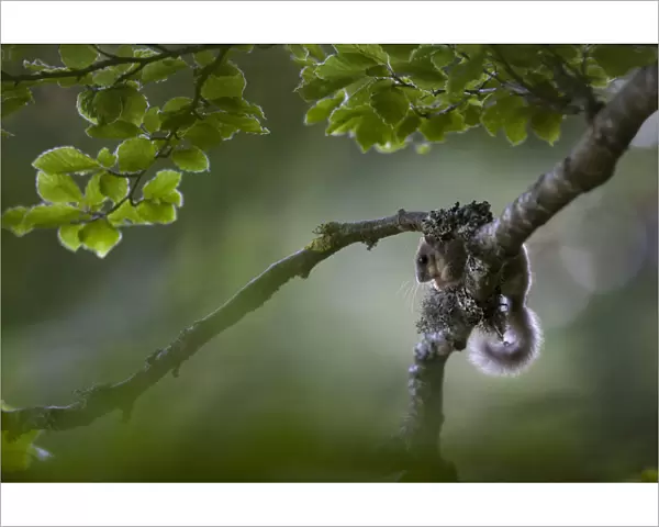 Edible dormouse (Glis glis) on beech tree branch, Black Forest, Baden-Wurttemberg, Germany