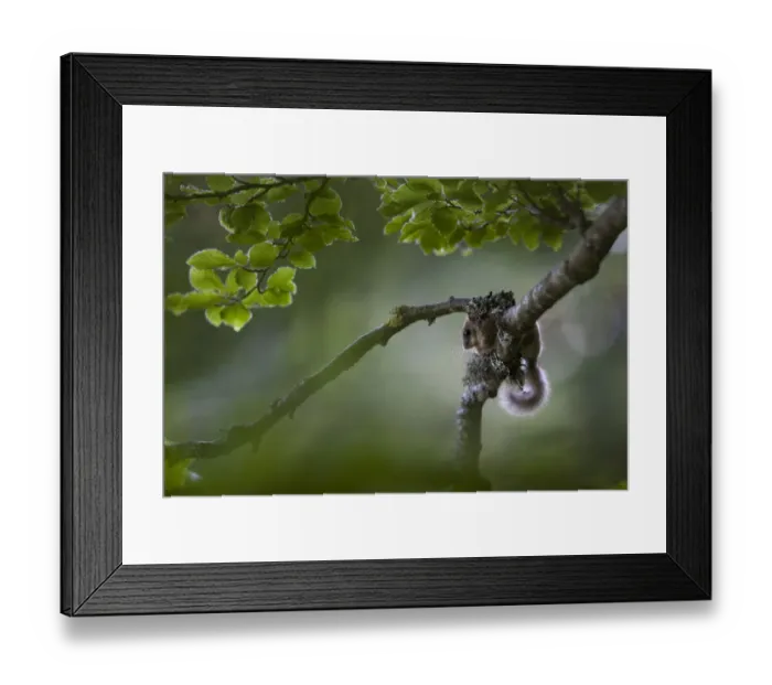 Framed Print : Edible dormouse (Glis glis) on beech tree branch, Black Forest, Baden-Wurttemberg, Germany Framed Print : Edible dormouse (Glis glis) on beech tree branch, Black Forest, Baden-Wurttemberg, Germany