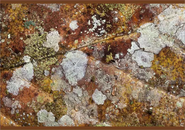 Close up of decaying leaf from rainforest floor, showing lichens and moulds. Danum Valley