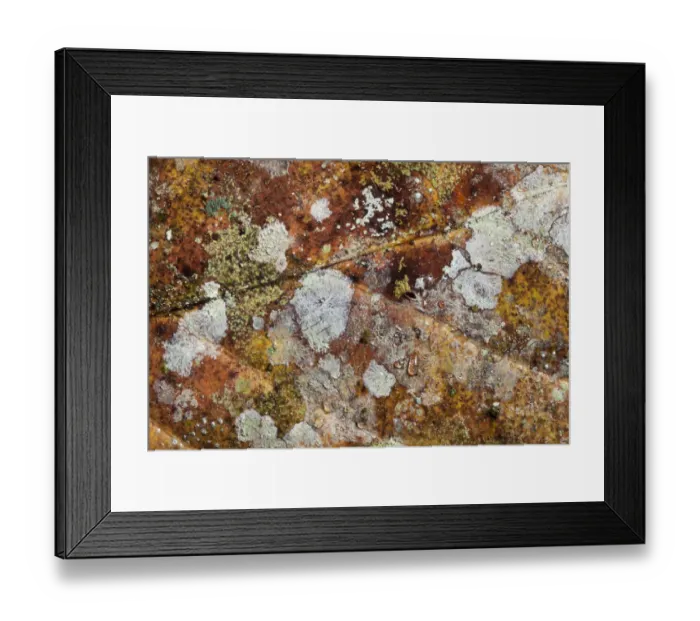 Framed Print : Close up of decaying leaf from rainforest floor, showing lichens and moulds. Danum Valley Framed Print : Close up of decaying leaf from rainforest floor, showing lichens and moulds. Danum Valley