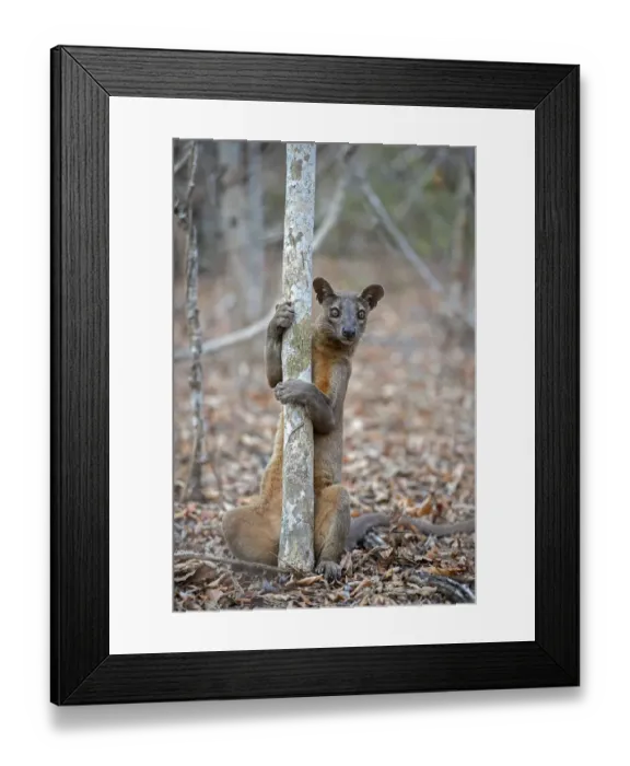 Framed Print : Fosa (Cryptoprocta ferox) male marking territory onto a mating tree, Kirindy Forest, Madagascar Framed Print : Fosa (Cryptoprocta ferox) male marking territory onto a mating tree, Kirindy Forest, Madagascar
