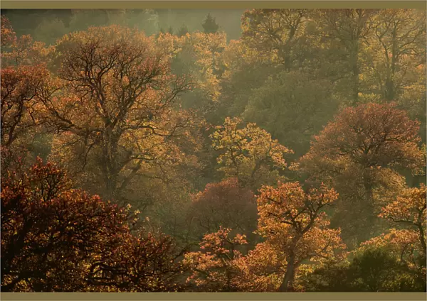 English oak tree (Quercus robur) woodland in autumn colours, Kellerwald, Hesse, Germany, November