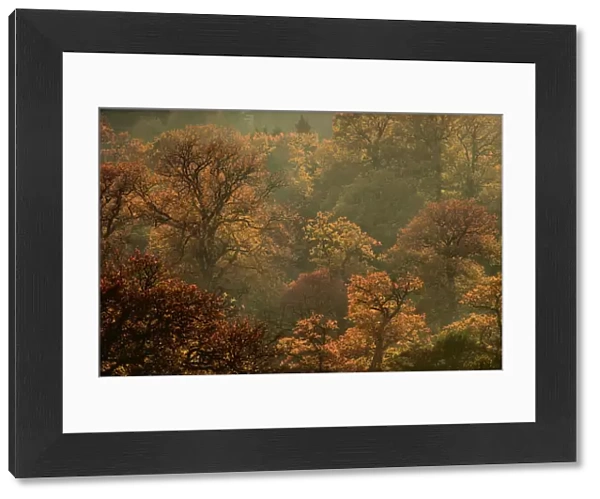 English oak tree (Quercus robur) woodland in autumn colours, Kellerwald, Hesse, Germany, November