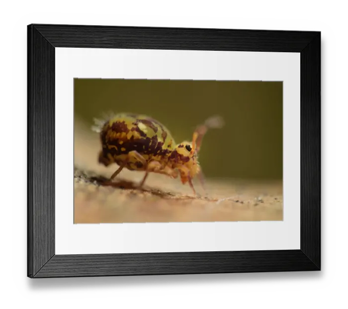 Framed Print : Springtail (Dicyrtomina ornata) on oak tree leaf, Niedersechsische Elbtalaue Biosphere Reserve Framed Print : Springtail (Dicyrtomina ornata) on oak tree leaf, Niedersechsische Elbtalaue Biosphere Reserve
