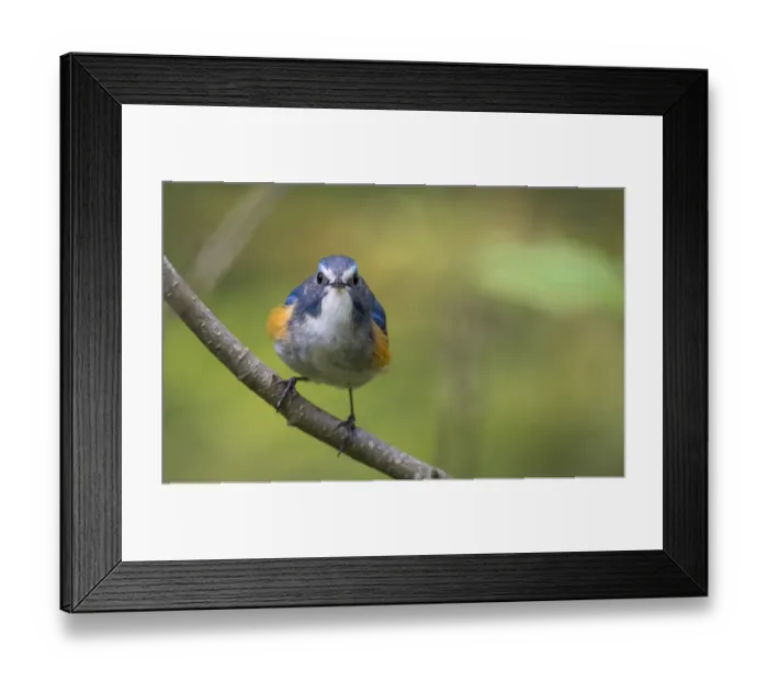 Framed Print : Red-flanked bluetail (Tarsiger cyanurus) male front view, Jyvaskyla, Central Finland, May Framed Print : Red-flanked bluetail (Tarsiger cyanurus) male front view, Jyvaskyla, Central Finland, May