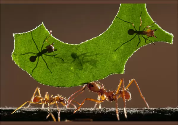Leaf cutter ants (Atta sp) carrying piece of leaf, Costa Rica