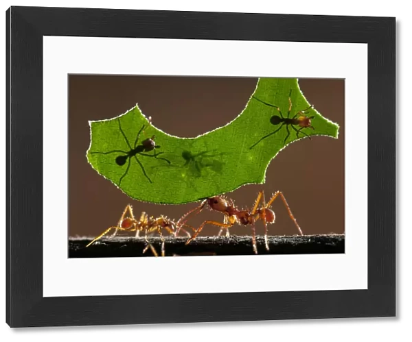 Leaf cutter ants (Atta sp) carrying piece of leaf, Costa Rica