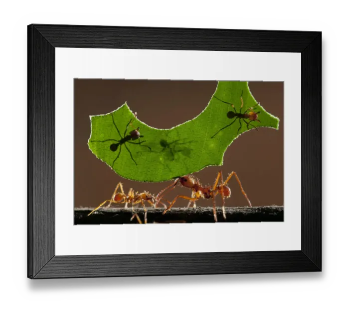 Framed Print : Leaf cutter ants (Atta sp) carrying piece of leaf, Costa Rica Framed Print : Leaf cutter ants (Atta sp) carrying piece of leaf, Costa Rica