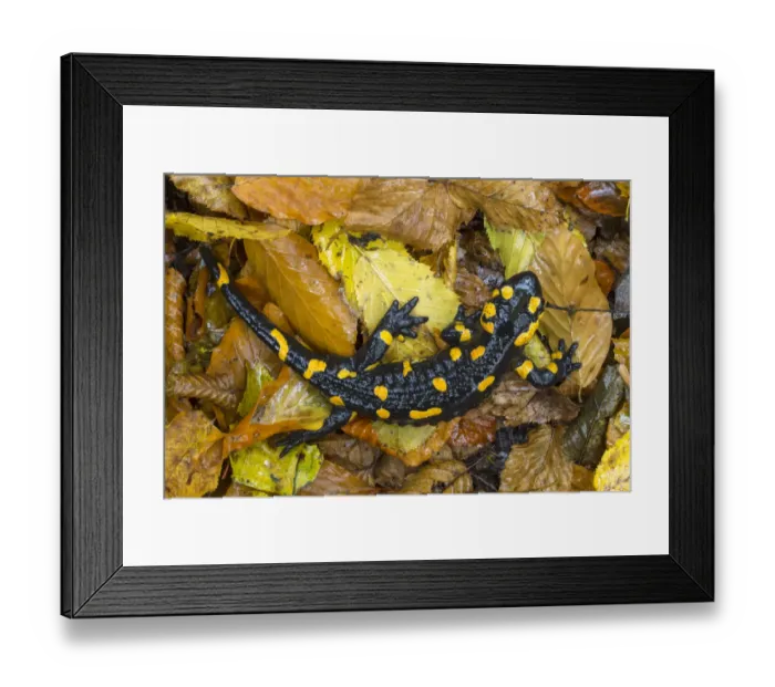 Framed Print : Fire / European salamander (Salamandra salamandra) Plitvice Lakes National Park, Croatia Framed Print : Fire / European salamander (Salamandra salamandra) Plitvice Lakes National Park, Croatia