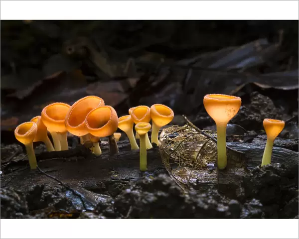 Cup fungus (Cookeina sp) growing on decaying wood on the rainforest floor, Corcovado National Park