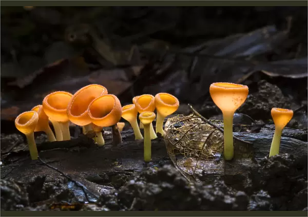 Cup fungus (Cookeina sp) growing on decaying wood on the rainforest floor, Corcovado National Park