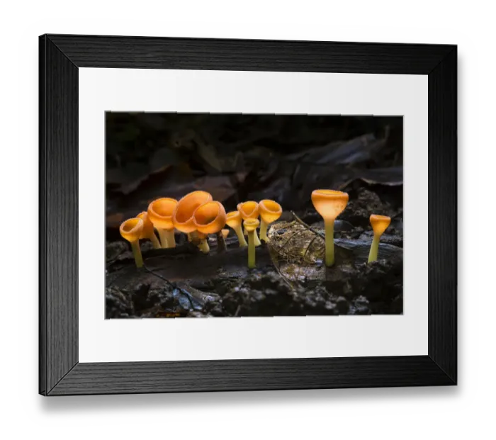 Framed Print : Cup fungus (Cookeina sp) growing on decaying wood on the rainforest floor, Corcovado National Park Framed Print : Cup fungus (Cookeina sp) growing on decaying wood on the rainforest floor, Corcovado National Park