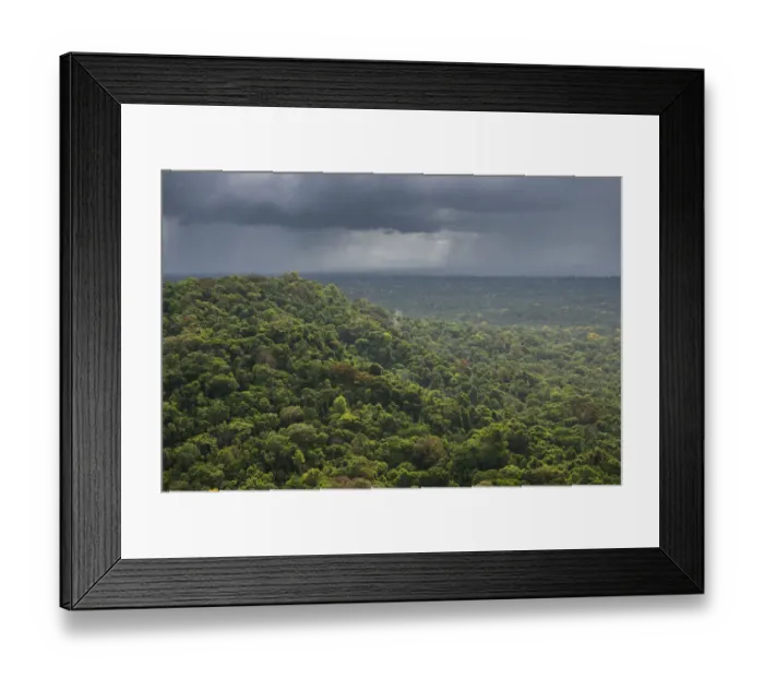 Framed Print : Rain storm over rainforest, Essequibo river region 9, Iwokrama, Rupununi, Guyana Framed Print : Rain storm over rainforest, Essequibo river region 9, Iwokrama, Rupununi, Guyana