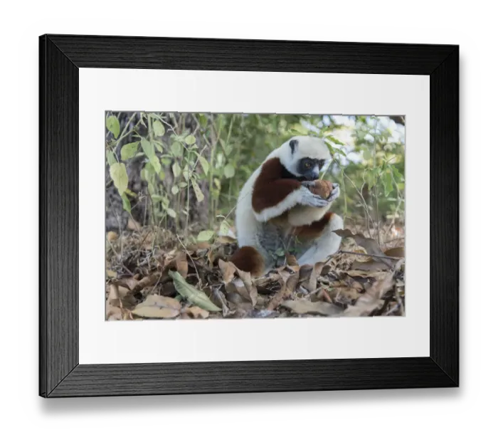 Framed Print : Coquerels sifaka (Propithecus coquereli) searching fallen fruit on forest floor Framed Print : Coquerels sifaka (Propithecus coquereli) searching fallen fruit on forest floor