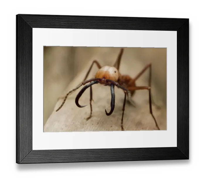 Framed Print : Army ant (Eciton burchellii) major soldier, Parque da Onca Parda Private Reserve, Sao Paulo Framed Print : Army ant (Eciton burchellii) major soldier, Parque da Onca Parda Private Reserve, Sao Paulo