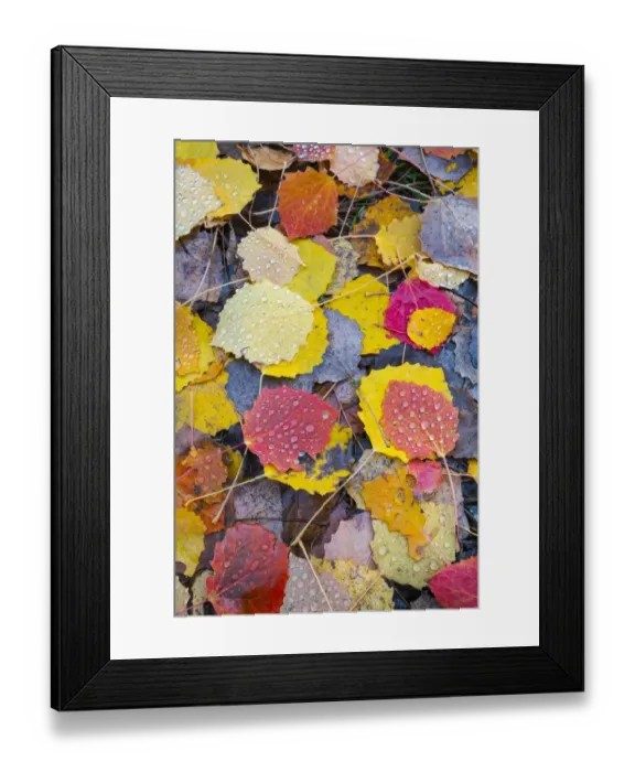 Framed Print : Leaves of a Common aspen tree (Populus tremula) on ground in autumn, Aragon, Spain, November Framed Print : Leaves of a Common aspen tree (Populus tremula) on ground in autumn, Aragon, Spain, November
