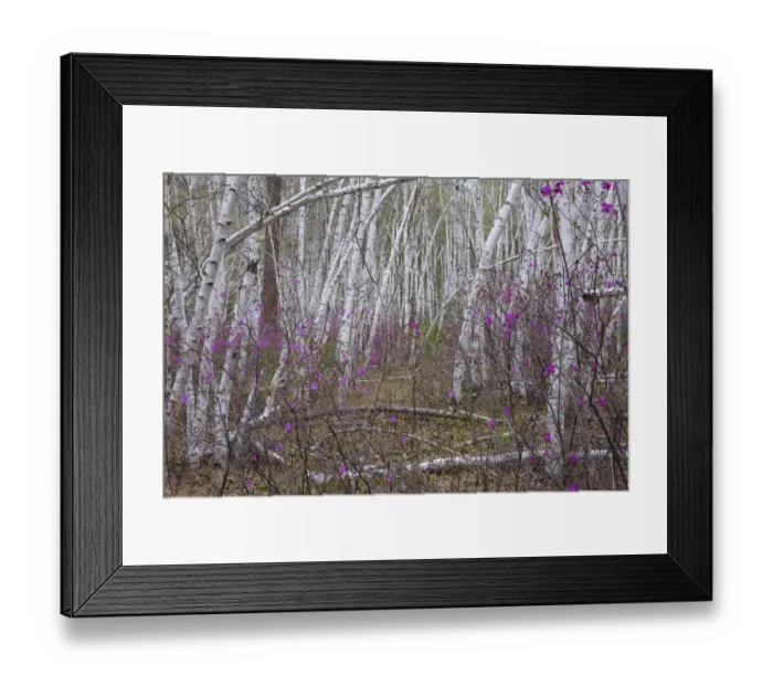 Framed Print : Forest on shore of Temnik river, in spring with Siberian Rhododendron (Rhododendron dauricum) Framed Print : Forest on shore of Temnik river, in spring with Siberian Rhododendron (Rhododendron dauricum)
