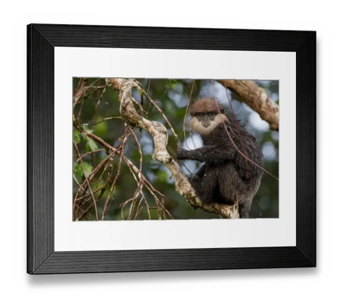 Framed Print : Purple-faced langur (Trachypithecus vetulus) with wet fur, feeding, Sinharaja, Southern Province